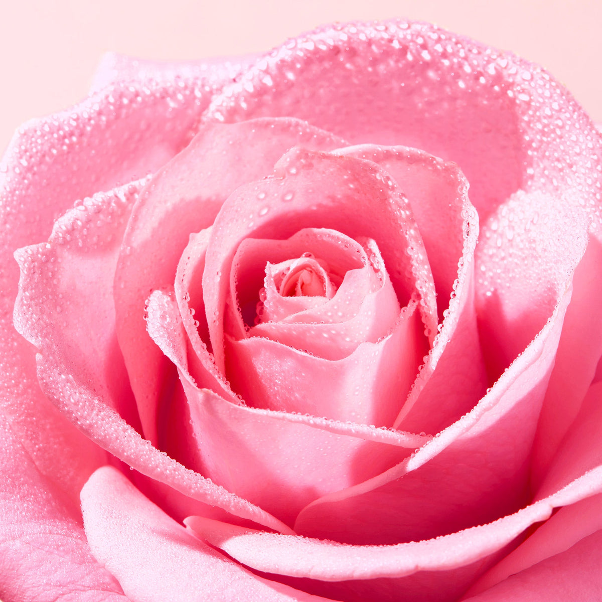 NUXE Very Rose Makeup-Removing Cleansing Oil